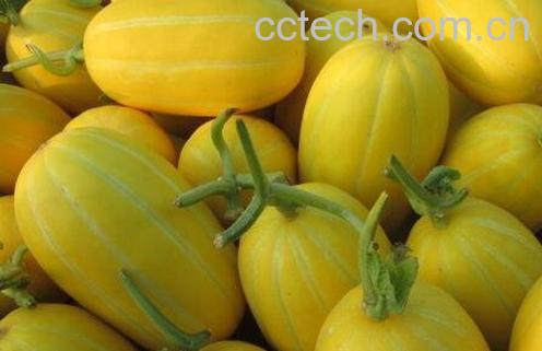 洋香瓜的功效-0