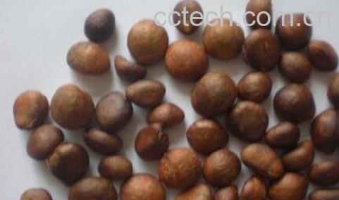 批把核的功效与作用-0