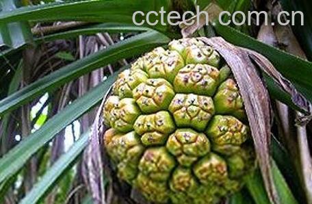 假菠萝的正确吃法-0