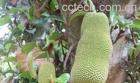 尖蜜拉怎么吃-0