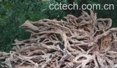 野柿子树根的药用价值-0