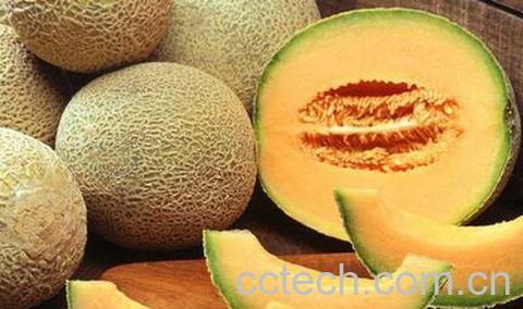 哈蜜瓜的功效与作用及营养价值-0