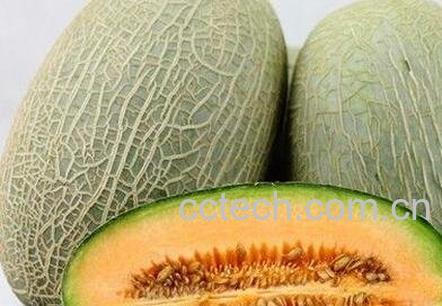 哈蜜瓜是凉性还是温性 哈蜜瓜是寒性还能热性-0