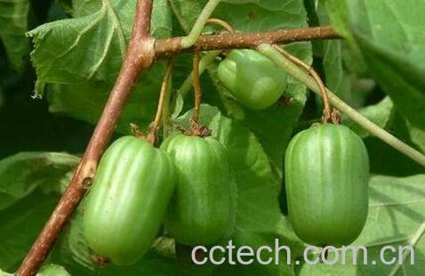 狗枣子的营养价值-0