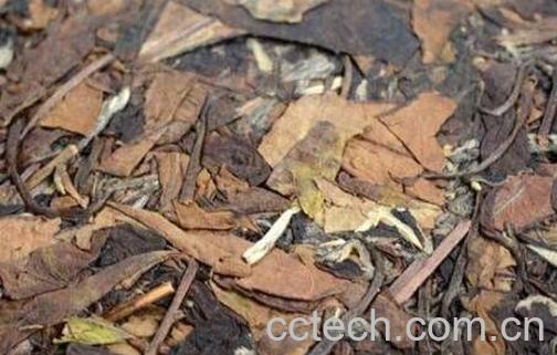 如何识别做旧的白茶-1