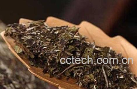 如何冲泡老白茶-0