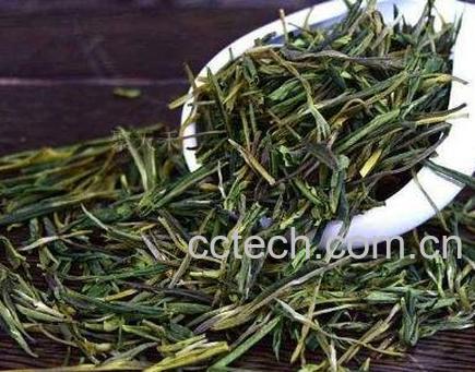如何挑选好的安吉白茶-1