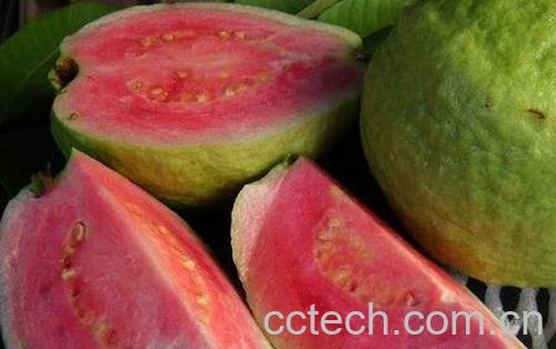 红色芭乐的功效与作用-0