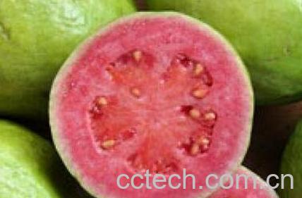 红肉芭乐的营养价值-0