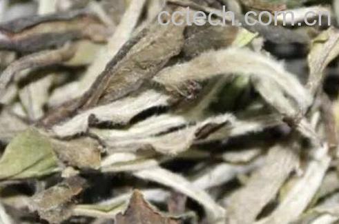 七年白茶的功效与作用-0