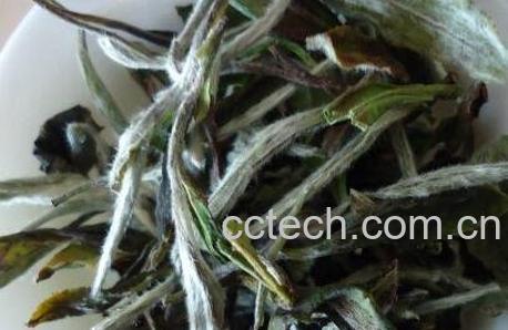 男生喝白茶有什么功效-1