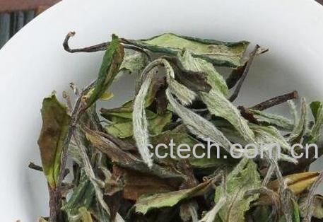 女孩喝白茶的好处和坏处-1