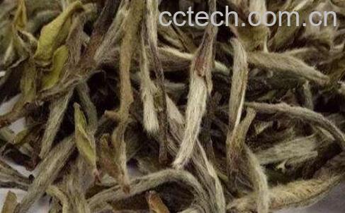 普洱白茶怎么保存 普洱白茶能存放多久-0