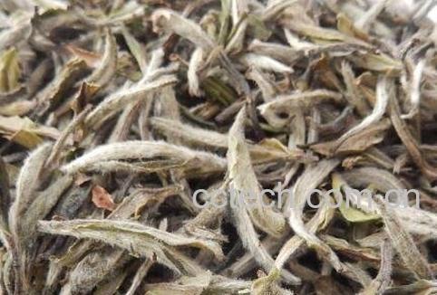 普洱茶生茶砖和白茶有什么区别-1