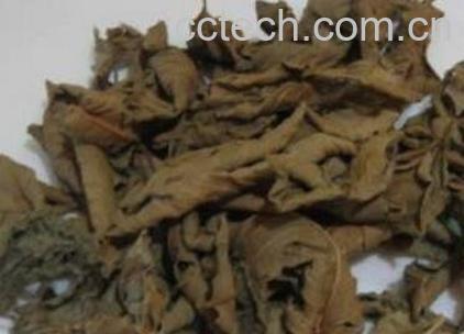  蕃石榴茶的功效与作用-0