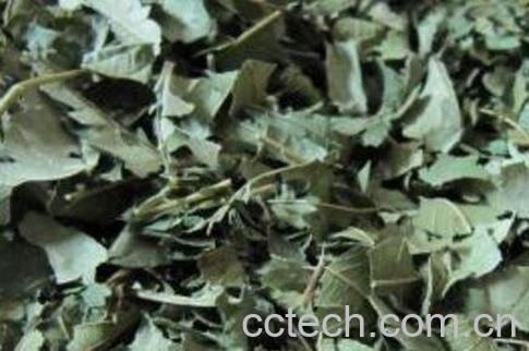  蕃石榴茶的功效与作用-1