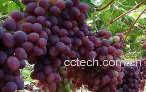  常吃葡萄的好处有哪些-0