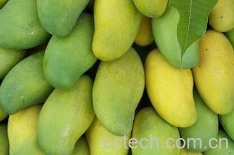 芒果怎么样催熟而不烂-0