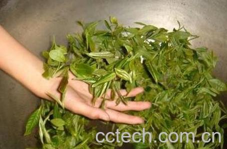 自己在家怎么炒茶叶-1