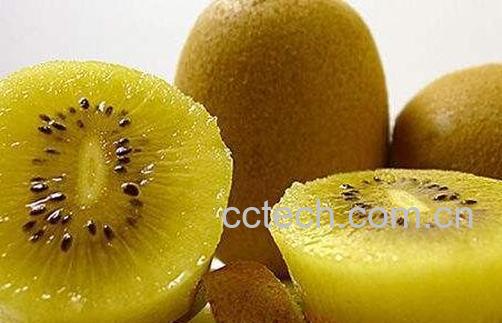 奇异果黄肉的功效与作用及禁忌-0