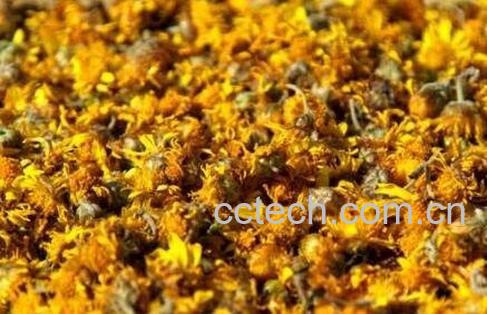 野菊花茶的功效与作用及禁忌-0