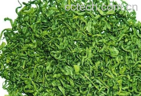 中国十大绿茶排名-1