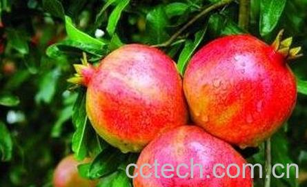 吃石榴的好处有哪些-0