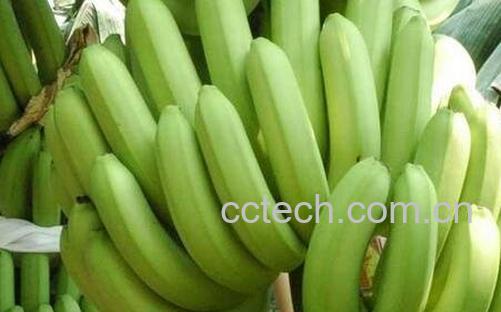 绿色香蕉怎么催熟-0
