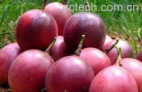 百香果的功效与作用及禁忌-0