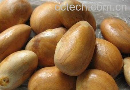 菠萝蜜核的功效-0