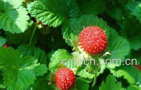 蛇莓药用价值-0