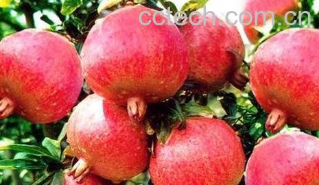 石榴皮的食用方法及禁忌-0