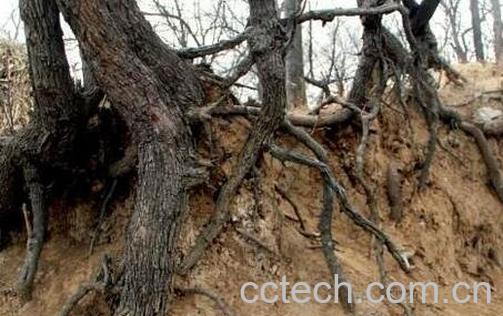 枣树根的功效与作用-0