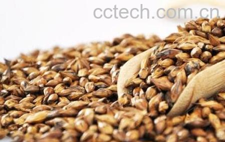 大麦茶的副作用和食用禁忌-1