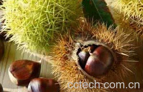 炖板栗壳的作用和功效-0