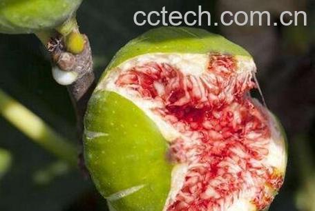 无花果的功效与作用-0