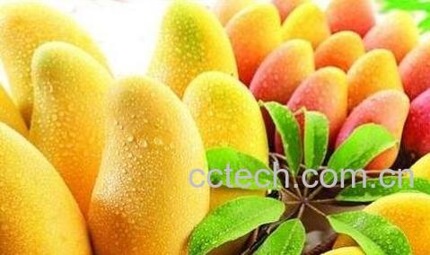 芒果不能和什么一起吃 -0