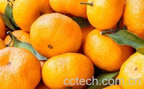 橘子不能和什么一起吃 -0