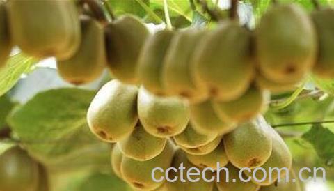 生的奇异果吃了有什么好处和坏处-0