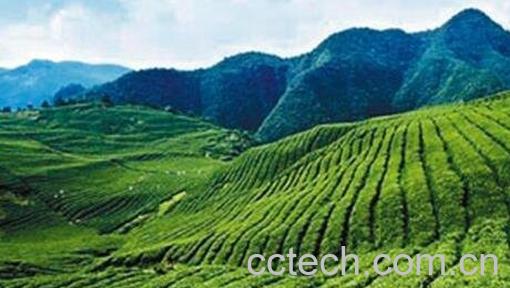 梵净山团龙贡茶冲泡方法-1