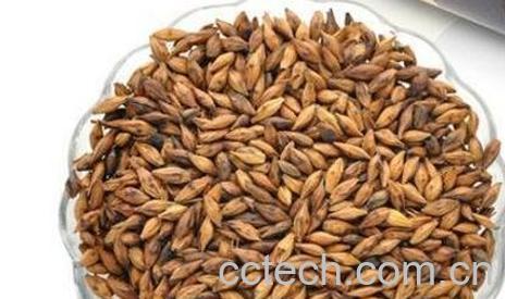 喝大麦茶的好处与作用-0