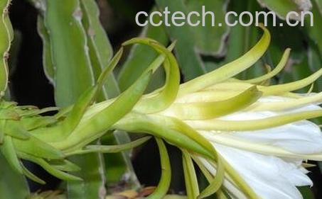 火龙果花的功效与作用-0