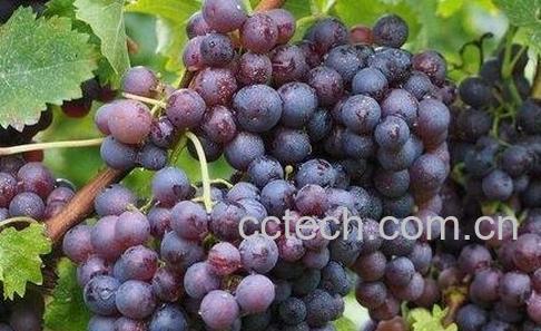 紫提子的功效与作用-0