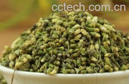 槐米茶的功效与作用-0