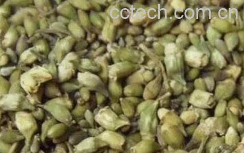 槐米茶的功效与作用-1