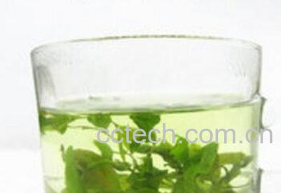 山枣叶茶的功效与作用-1