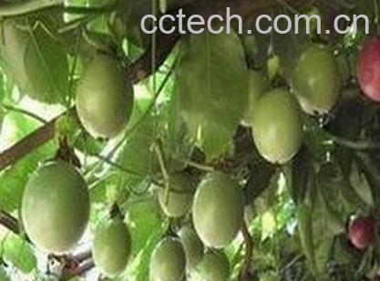 鸡蛋果花的功效与作用-0