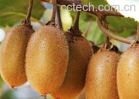 孕妇吃弥猴桃的功效-0