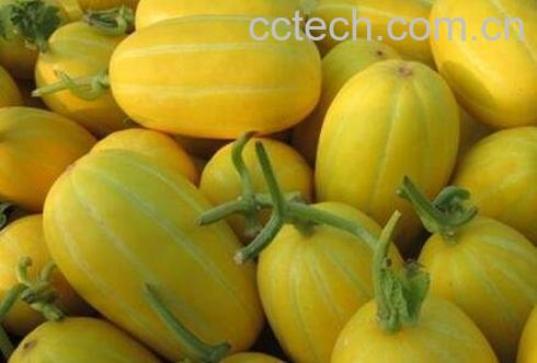  香瓜和什么相克-0