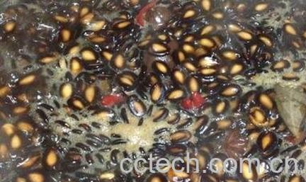 煮西瓜子怎样不粘 -0